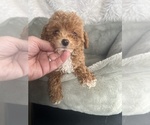 Small #1 Poodle (Toy)