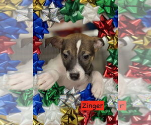 Mutt Dogs for adoption in GILBERTS, IL, USA