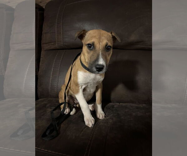 Medium Photo #9 Mutt Puppy For Sale in Holly Springs, NC, USA