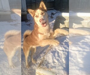 Siberian Husky Puppy for sale in OWENSBORO, KY, USA