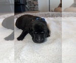 Small Photo #9 Labrador Retriever Puppy For Sale in REDDING, CA, USA