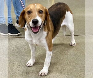 Beagle Dogs for adoption in Batavia, OH, USA