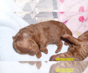 Poodle (Miniature) Puppy for sale in DULUTH, GA, USA
