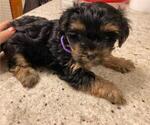 Small Photo #3 Yorkshire Terrier Puppy For Sale in OAK LAWN, IL, USA