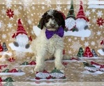 Small Photo #4 Labradoodle Puppy For Sale in LANCASTER, PA, USA