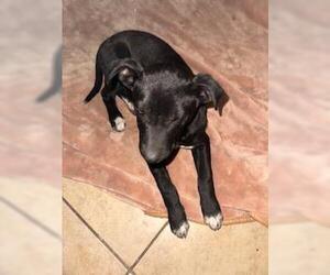 Labrador Retriever-Unknown Mix Dogs for adoption in San Antonio, TX, USA
