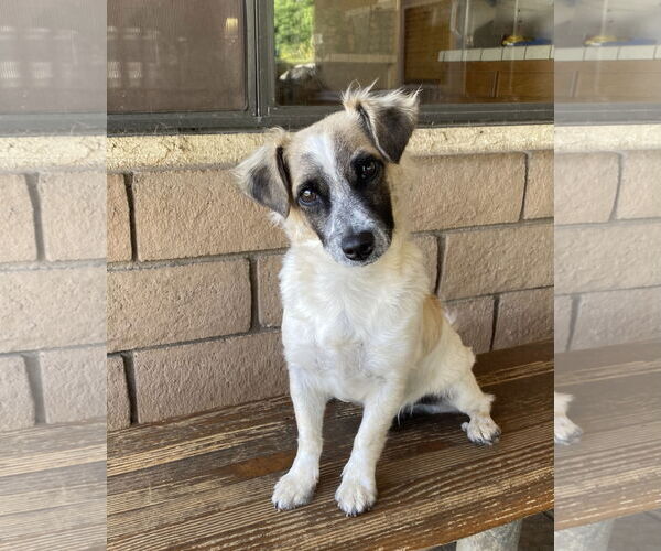 Medium Photo #1 Maltese-Unknown Mix Puppy For Sale in La Verne, CA, USA