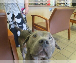 Mutt Dogs for adoption in Ocala, FL, USA