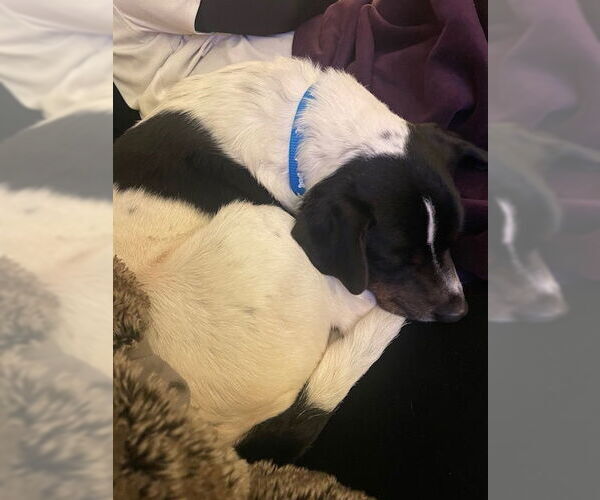 Medium Photo #5 Beagle-Unknown Mix Puppy For Sale in Minneapolis, MN, USA