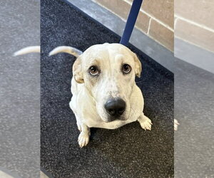 Mutt Dogs for adoption in Rockaway, NJ, USA