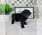 Small #3 Cavapoo (Miniature)
