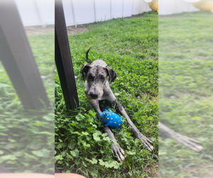 Great Dane Dogs for adoption in MIDWAY, UT, USA