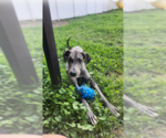 Small Great Dane