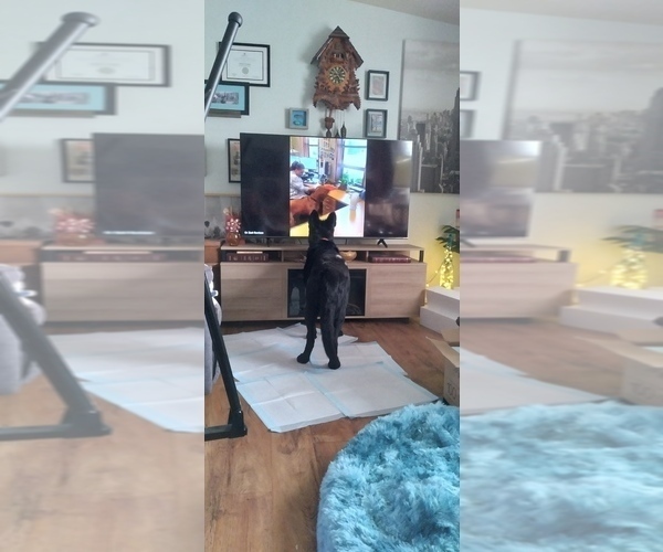 Medium Photo #6 German Shepherd Dog Puppy For Sale in MILTON FREEWATER, OR, USA