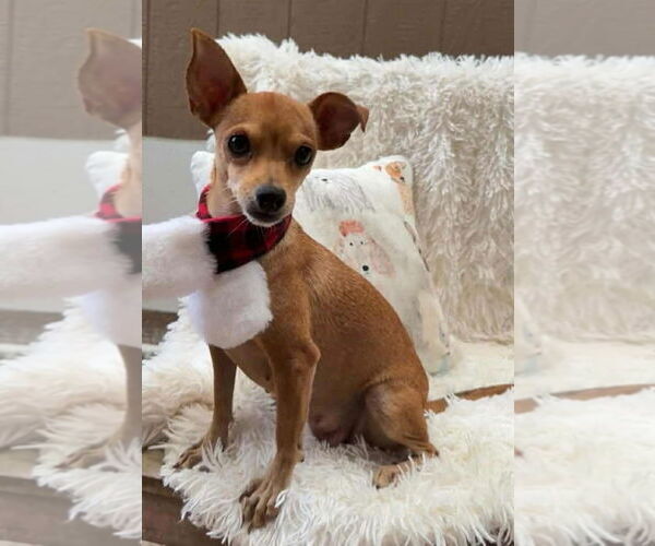 Medium Photo #6 Rat-Cha Puppy For Sale in Princeton, MN, USA