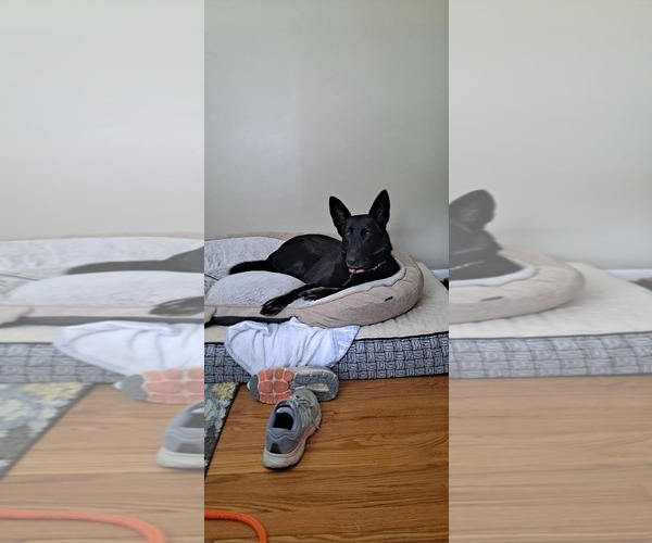 Medium Photo #1 German Shepherd Dog Puppy For Sale in Darlington, MD, USA