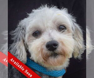 Mutt Dogs for adoption in Huntley, IL, USA