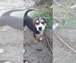 Small #1 Australian Shepherd Mix