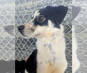 Border Collie-Unknown Mix Dogs for adoption in Emmett, ID, USA