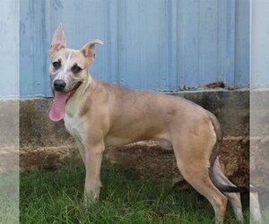 Benji - Male Basenji-Carolina Dog Mix Dog for Adoption - Photo #2