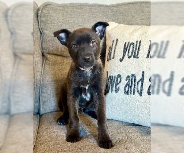 Medium Photo #1 Mutt Puppy For Sale in Genesee, WI, USA