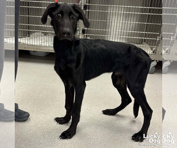 Medium Photo #1 Labrador Retriever-Retriever  Mix Puppy For Sale in Washington, DC, USA