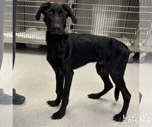 Labrador Retriever-Retriever  Mix Dogs for adoption in Washington, DC, USA