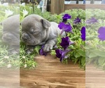 Small #13 Faux Frenchbo Bulldog