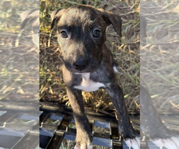 Medium Photo #4 Black Mouth Cur-Labrador Retriever Mix Puppy For Sale in Alexander, AR, USA