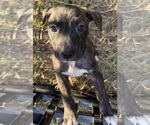 Small #3 Black Mouth Cur-Labrador Retriever Mix