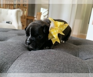 Faux Frenchbo Bulldog Puppy for sale in DUNDEE, IL, USA