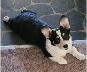 Pembroke Welsh Corgi Puppy for sale in BEND, OR, USA