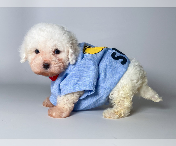 Medium Photo #3 Maltipoo Puppy For Sale in BREA, CA, USA