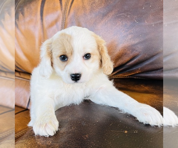 Medium Photo #9 Cavapoo Puppy For Sale in FRESNO, OH, USA