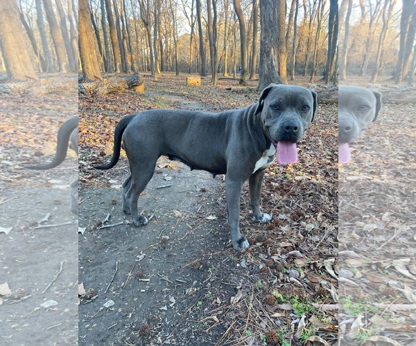 Medium Photo #4 American Pit Bull Terrier-Labrador Retriever Mix Puppy For Sale in Holly Springs, NC, USA