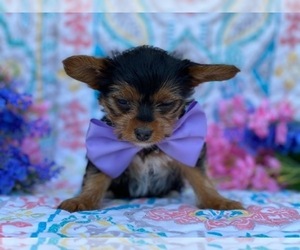 YorkiePoo Puppy for sale in LANCASTER, PA, USA