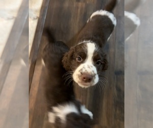 Medium English Springer Spaniel