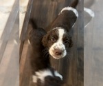 Puppy Chocolate chip English Springer Spaniel