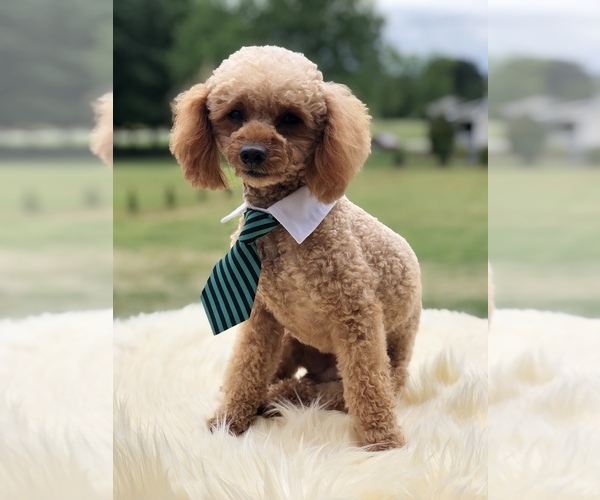 Medium Photo #1 Pyredoodle (Toy) Puppy For Sale in INMAN, SC, USA