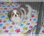 Small Photo #10 Japanese Chin Puppy For Sale in ORO VALLEY, AZ, USA
