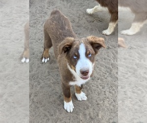 Miniature Australian Shepherd Puppy for Sale in FORT MORGAN, Colorado USA