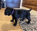Puppy Mushu Cane Corso