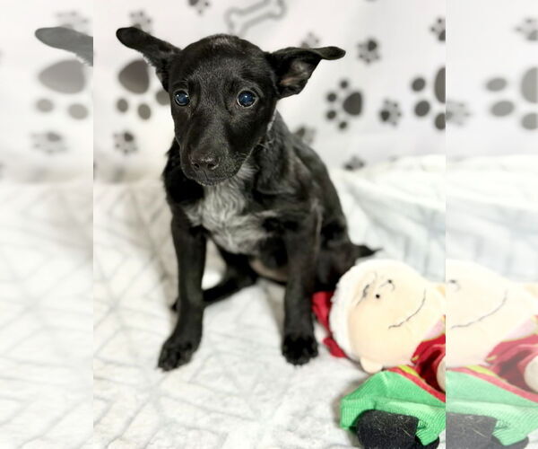 Medium Photo #5 Collie-Unknown Mix Puppy For Sale in SHERBURNE, NY, USA