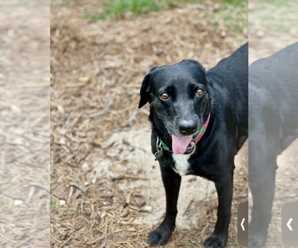 Medium Photo #7 Labrador Retriever-Unknown Mix Puppy For Sale in Houston, TX, USA
