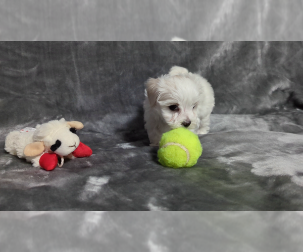 Medium Photo #5 Maltese Puppy For Sale in OCALA, FL, USA