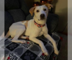 Small #1 Labrador Retriever Mix