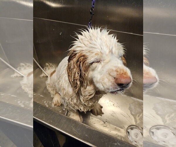 Medium Photo #3 Clumber Spaniel Puppy For Sale in Mukwonago, WI, USA