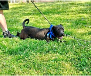 American Pit Bull Terrier-Labrador Retriever Mix Dogs for adoption in Pryor, OK, USA