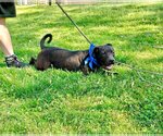 Small American Pit Bull Terrier-Labrador Retriever Mix