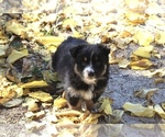 Puppy Molly Australian Shepherd